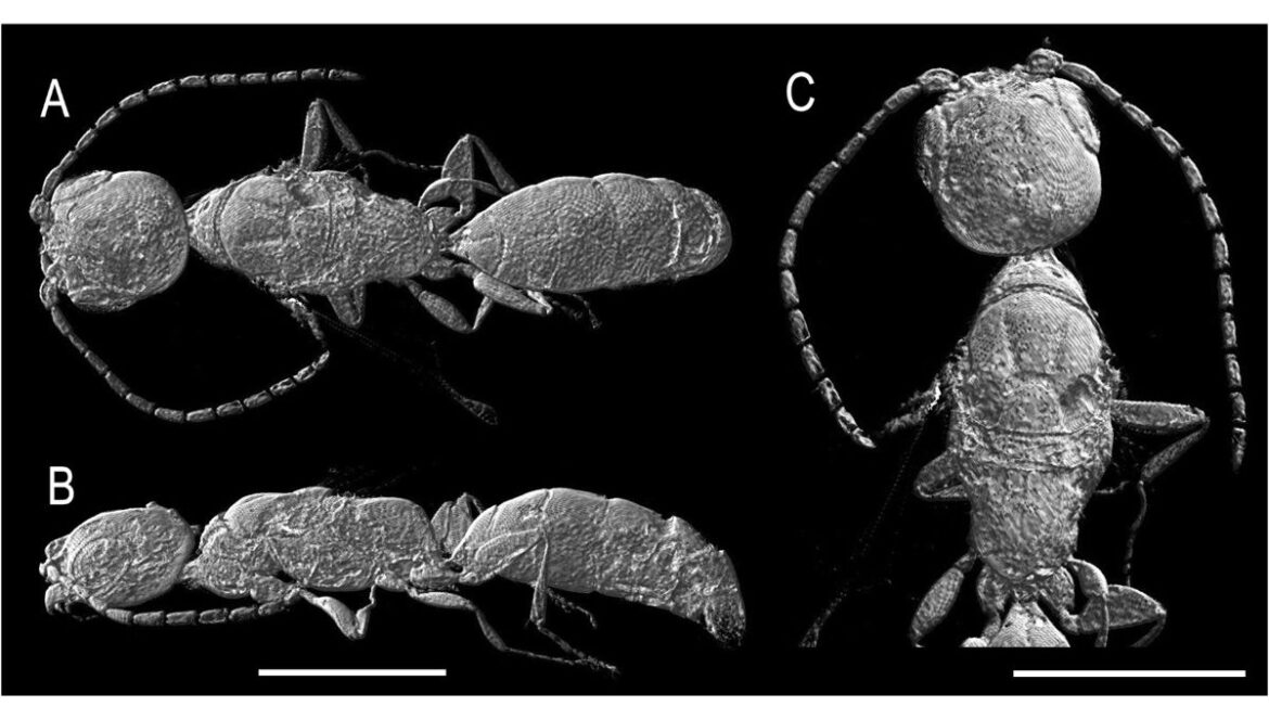 imagescience-blog-ct-images-1200x800-10