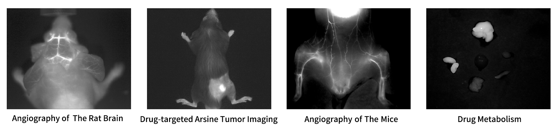 AniView 30F NIR-II In Vivo Imaging System – Image Science